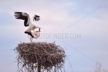 White Stork mating at nest