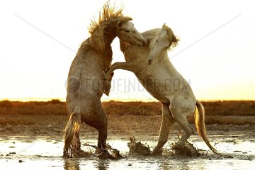 Fighting Camargue stallions at dusk  Camargue  France