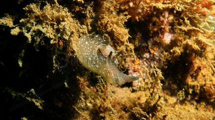 Sea Hare on Scapa Flow wreck - Orkney Scotland