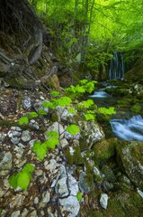 Tobería falls  Andoin  Sierra Entzia Natural Park  Alava  Basque Country  Spain  Europe