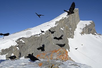 Alpine Chough (Pyrrhocorax graculus) in flight in the Alps