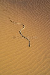 Namib Sand Snake (Psammophis namibensis)  Swakopmund  Erongo Region  Namibia  Africa