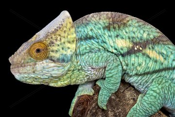 Parson's giant chameleon (Calumma parsonii)  Madagascar