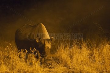 Black Rhinoceros (Diceros bicornis) - Also called Hook-lipped Rhinoceros. Cow at night in the vicinity of the floodlit waterhole of the Okaukuejo Camp. Etosha National Park  Namibia.