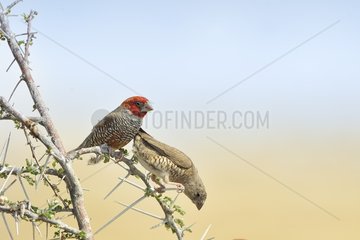 Red-headed Finch (Amadina erythrocephala) on spiny branch  Namibia