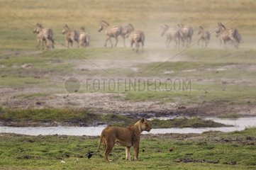 Lion (Panthera leo) - An abortive attempt of a female to hunt a Burchell's Zebra (Equus quagga burchelli). Chobe National Park  Botswana.