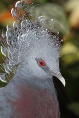 Victoria Crowned-Pigeon (Goura victoria)