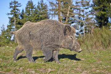 Male Wild Boar walking in the grass - France