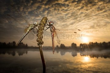 Waiting for the kiss of the sun - two dragonflies drying their wings in a pond