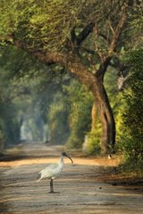 Black-headed Ibis on track in forêt  Bharatpur  India