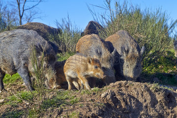 Eurasian wild boar and young burrowing - France