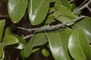 Locust-stick insect on leaves - Chile La Campana