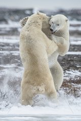 Take this bite - two polar beaers fighting