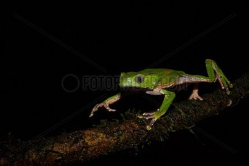 Blue-and-yellow Frog  Bicoloured Tree-frog  Giant monkey Frog  Giant leaf Frog or Waxy-monkey Tree-frog (Phyllomedusa bicolor  ex Rana bicolor) - Sauel  Amazonian Park of Guiana  French Guiana