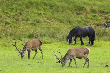 Scottish deer (Cervus elaphus scoticus) and grazing horse. Isle of Jura  Scotland