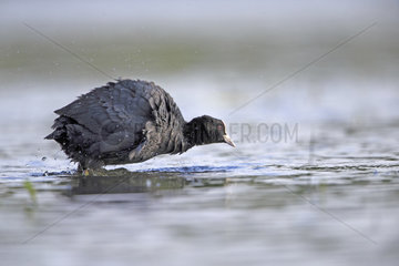 Coot in water - Dombes France