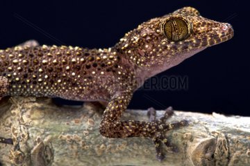 Nosy Be gecko (Paroedura oviceps)  Nosy Be  Madagascar