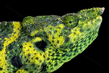 Meller's chameleon (Trioceros melleri)  Tanzania