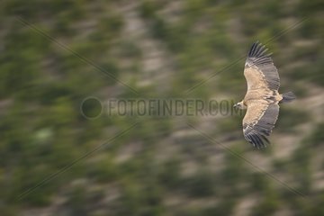 Griffon Vulture in flight  Verdon's Gorges  France