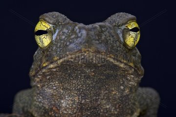 Giant river toad (Phrynoidis aspera)  Indonesia