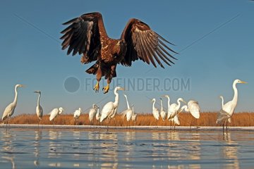 White-tailed Eagle in flight above face of the Great Egrets