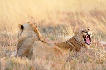 Lion and Lioness yawning in savanna  Etosha  Namibia