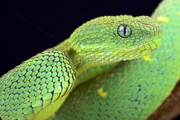 West African bush viper (Atheris chlorechis)  Cameroon