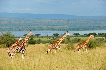 Giraffes in the savanna - Murchison Falls Uganda