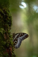 Idomeneus Giant Owl (Caligo idomeneus idomeneus) - Kaw Mountain - French Guiana