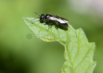 Melancholy Black Wasp (Diodontus tristis)  10 September 2015  Northern Vosges Regional Nature Park  France  ranked World Biosphere Reserve by UNESCO  France