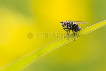 Fly on blade of grass in the spring  France