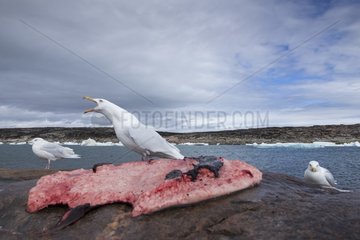 Glaucous-wing Seagull (Larus glaucescens) feeding on remains of Bearded Seal killed by Inuit hunters near Harbour Islands  Repulse Bay  Nunavut Territory  Canada