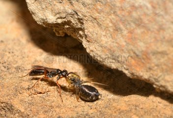 Solitary Wasp (Agenioideus cinctellus) female capturing a spider  2015 May 23  Northern Vosges Regional Nature Park  declared a World Biosphere Reserve by UNESCO  France