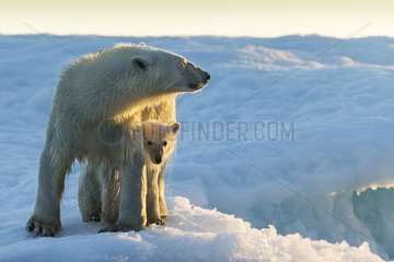 Polar Bear and Cub (Ursus maritimus) standing on sea ice at sunset near Harbour Islands  Repulse Bay  Nunavut Territory  Canada