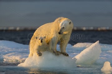 Polar Bear Cub (Ursus maritimus) by mother while standing on sea ice near Harbour Islands  Repulse Bay  Nunavut Territory  Canada