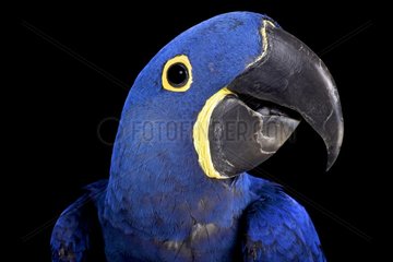 Hyacinth macaw (Anodorhynchus hyacinthinus)  Brazil