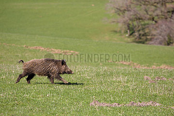 Wild Boar running in the grass - France
