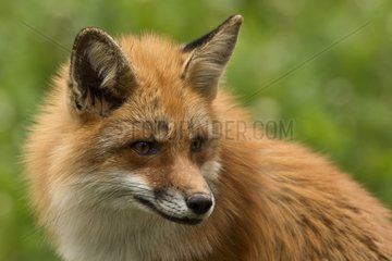Red Fox (Vulpes vulpes) . Skånes Dyrepark  in captivity. Sweden in June