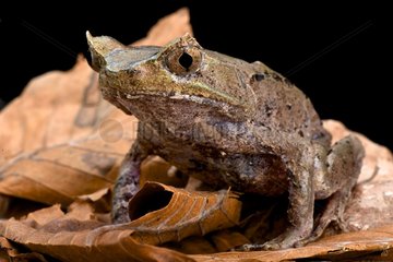 Perak horned toad (Megophrys aceras)  Malaysia