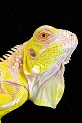 Albinism is a rare genetic mutation that can result in spectacular results as seen in this Iguana (Iguana iguana).