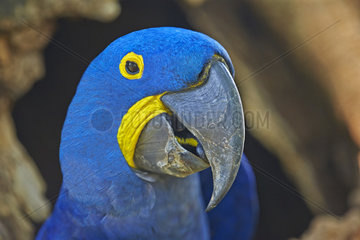 Portrait of Hyacinth Macaw at nest - Brazil Pantanal