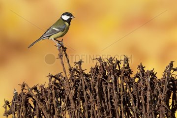 Great tit (Parus major)  Tit perched on barbed wire  England  Autumn