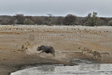 This Black Rhino has stumbled into a cavity and tipped into the water point. After many difficulties  given the sheer submerged banks  he managed to climb out of the water. Three Lions took advantage of this opportunity to get close and attack it.