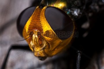 close up of a Golden Head Rutilia Fly (Rutilia quadripunctata)  Australia