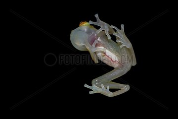 Glass Frog (Hyalinobatrachium cappellei  ex Hylella cappellei) - Montagne des singes (Mountain of monkeys) - French Guiana