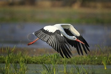 White Stork in flight in marsh