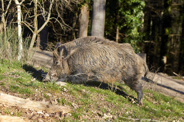 Male Wild boar burrowing in the grass - France
