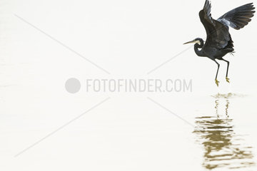 Western Reef Heron in flight - Mar Lodj Island Senegal