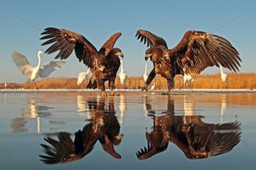 2 White-tailed Eagles with outstretched wings