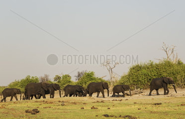 African Elephants walking into the scrub - Chobe Botswana